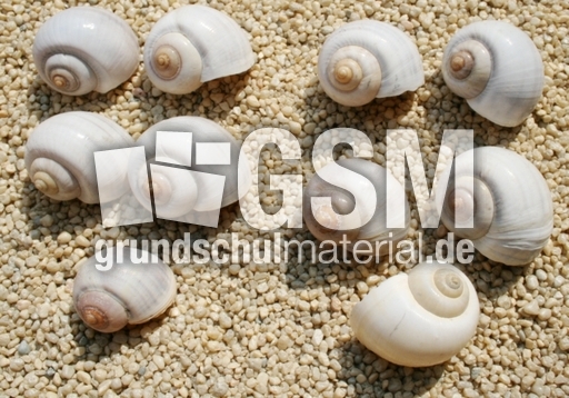 Schneckenhäuser-6+6.jpg